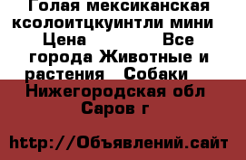 Голая мексиканская ксолоитцкуинтли мини › Цена ­ 20 000 - Все города Животные и растения » Собаки   . Нижегородская обл.,Саров г.